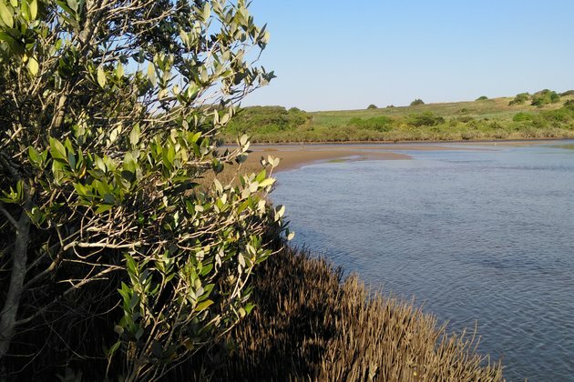 How South Africa&#039;s mangrove forests store carbon and why it matters