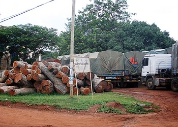 Uncoordinated State Institutions Fueling Illegal Logging - New Vision