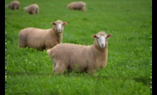  Lamb and mutton exports in January were the highest on record. Photo: Mark Saunders.