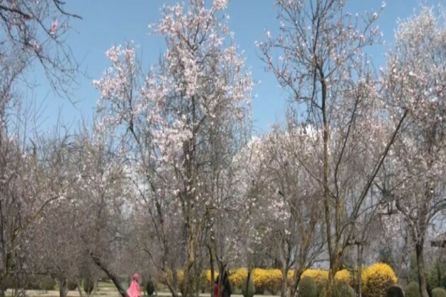 J-K: Almond blossoms draws tourists in Srinagar's Badamwari Garden