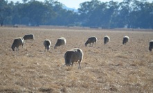  Sheep meat and beef are among exports to benefit from a new Free Trade Agreement between the UK and Australia. Photo Mark Saunders.