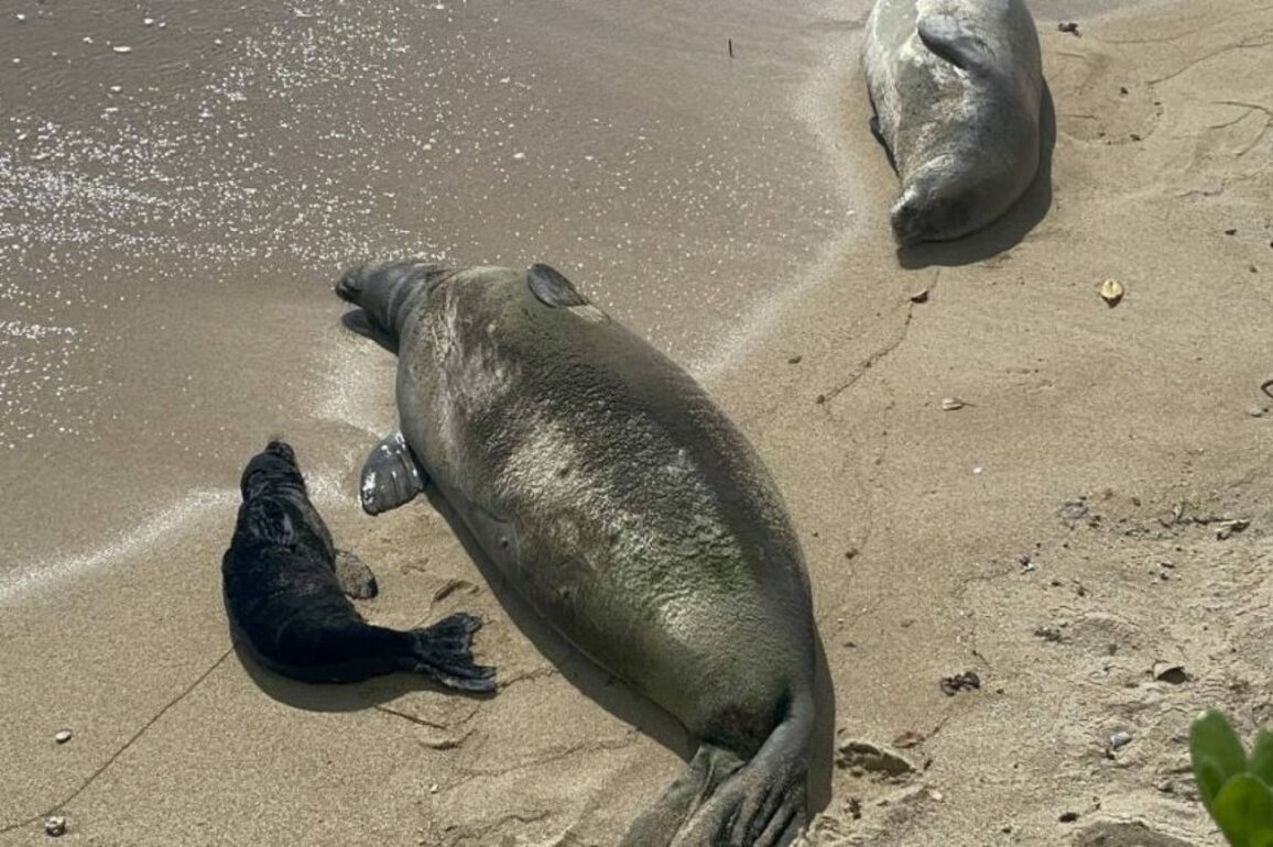 Chances of seal-human encounters increase with Hawaiian monk seal pupping season underway