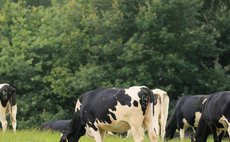 Pink eye in dairy cows: What farmers need to know