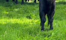  Next Generation: The Skinner family from Big Springs, New South Wales, use artificial insemination to fast track the genetic gain in their commercial Angus herd. Photo courtesy Dane Skinner.  