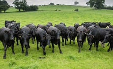 Beef demand remains firm with EU market particularly strong