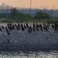 Tamil Nadu: Flocks of cormorants spotted at estuary coastal area near Thoothukudi port