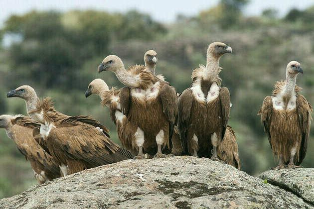 South Africa warns of vulture population crisis