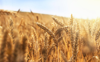 Farmers facing low yields following heatwave