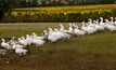 Consumers misled over ducks: ACCC