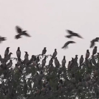 Tamil Nadu: Thousands of migratory Rosy Starlings arrive in Thoothukudi creating spectacular aerial displays