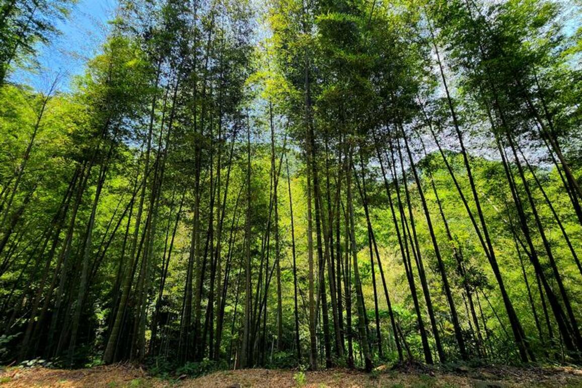 East China province taps forest wealth with green finance