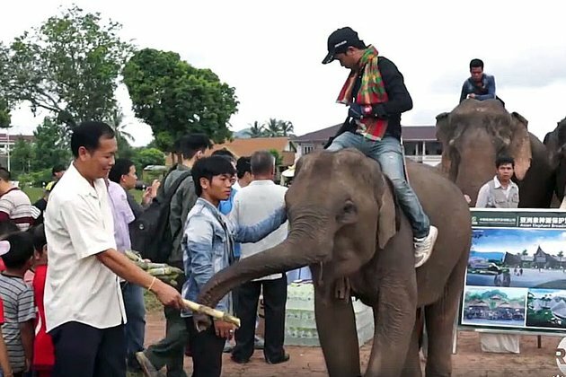 Chinese Elephant Plan in Lao Capital Angers Wildlife Advocates