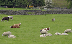 The Future of Livestock Farming