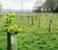 Green shoots: English woodland creation hits record levels