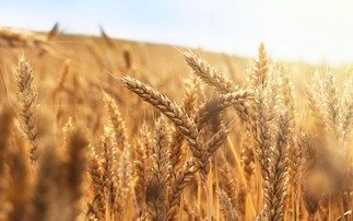 An eye on the grain market: London wheat futures found a bit of bounce on Wednesday