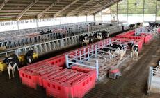 Space the crucial element for contented cows