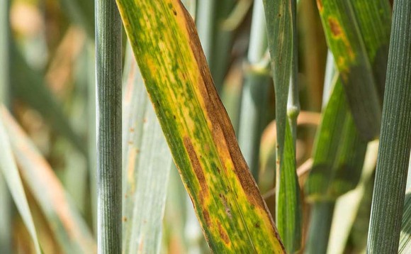 Talking arable with Rob Beaumont:  Sunshine through early June should help to build yield