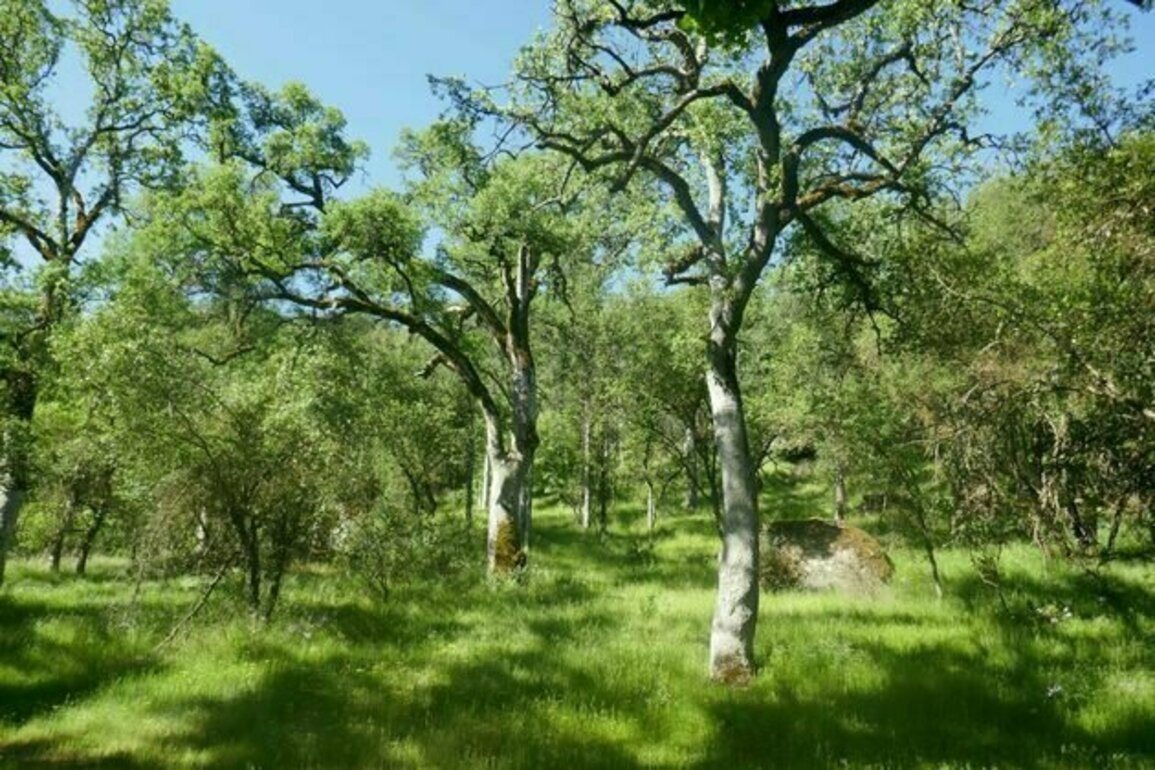 What Native-held lands in California can teach about resilience and the future of wildfire