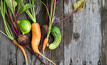 Turning waste veg into nutrient-rich products
