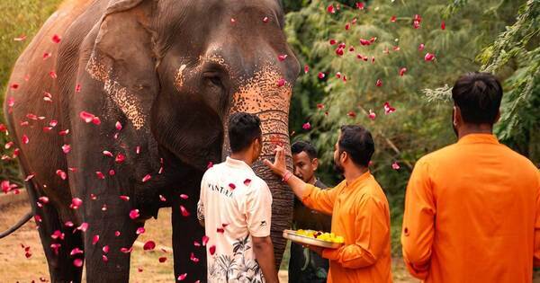 Vantara welcomes HPC order allowing elephant Madhuri's return to Kolhapur, vows continued veterinary care