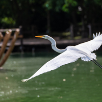 BRAZIL-BELEM-ECOLOGY
