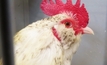 Chicken processors fined $400K for false claims