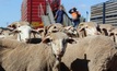 The live export industry is relieved there is no phase out.