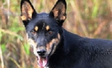 Wild dog control on the agenda in WA