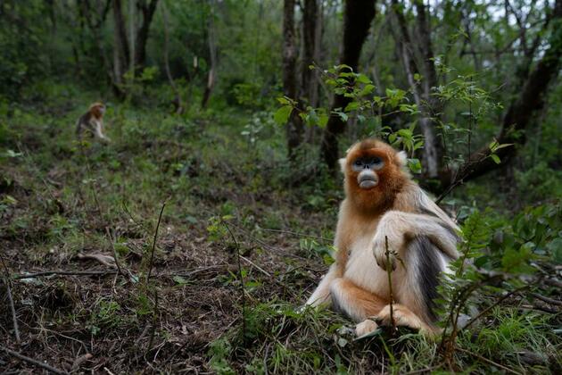 Wildlife photographer captures spirit of China's rare species, inspires protection