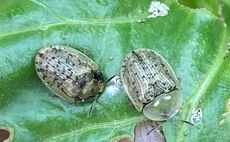 Rare sugar beet pest found in Norfolk