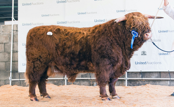 Jock sets new Highland cattle record at Oban