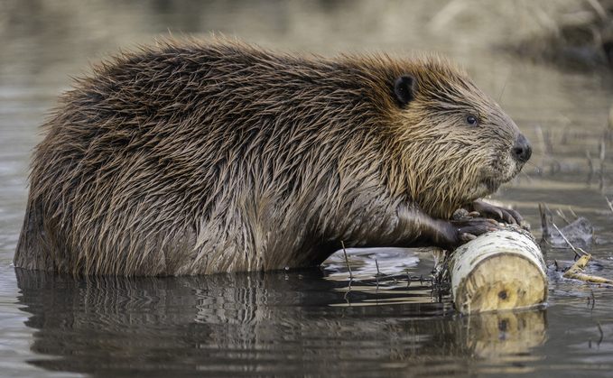 New guidance by the Wildlife Trusts and Beaver Trust sets out the practical and financial support needed to reintroduce beavers back across England 