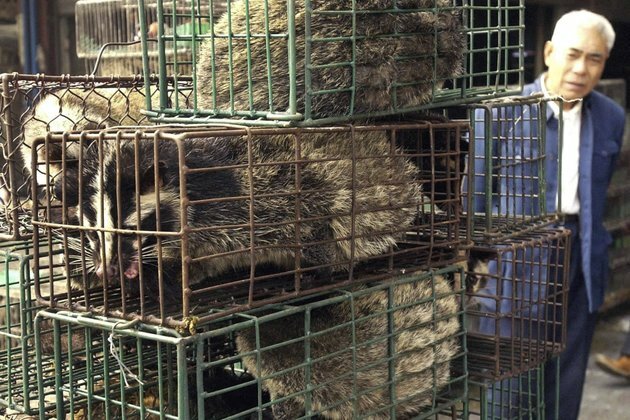 Live Animal Markets Worldwide Can Spawn Diseases, Experts Say