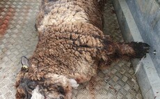 Farmer gives up breeding business after dog owner receives £75 fine for livestock worrying attack