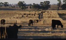 Australian researchers have developed a safe, effective vaccine to quickly respond to an FMD outbreak.