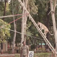 Over 150 Indian breed dogs deployed at borders, anti-Naxal ops: BSF