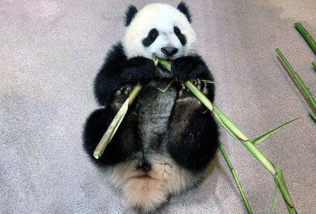 Berlin Zoo looks ahead to more German-born giant pandas