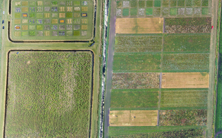 Climate change: Could rice become a viable crop for UK farmers?