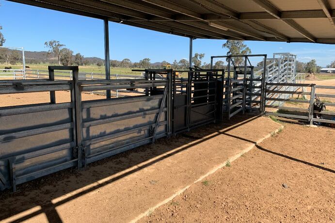 Even simple things like the orientation of the working race and loading ramp can increase cattle yard safety and efficiency.