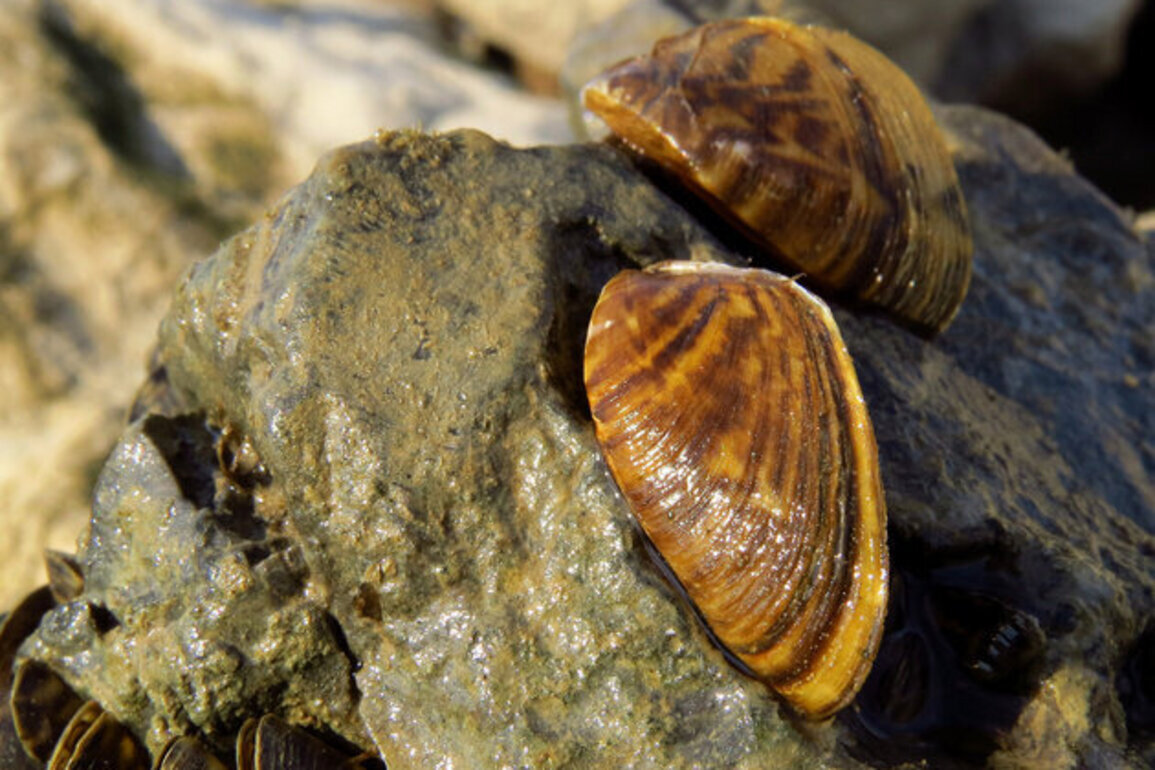 Expert: Invasive species have far-reaching effects in Maryland