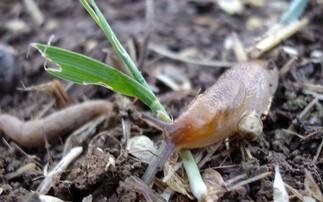 Organic farmers face increased slug threat