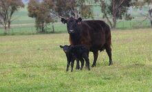 Beef exports hit record high