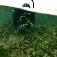 How could we clean up the algal bloom?