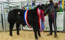 Darlington Christmas cattle champion sells for 740p/kg