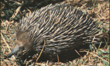 Echidna.