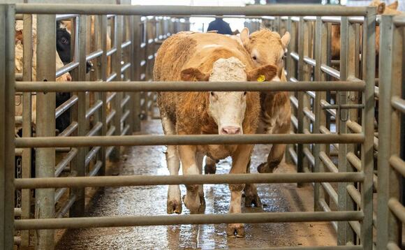 Beef prices 'exceptionally high' due to tight supply and strong retail demand