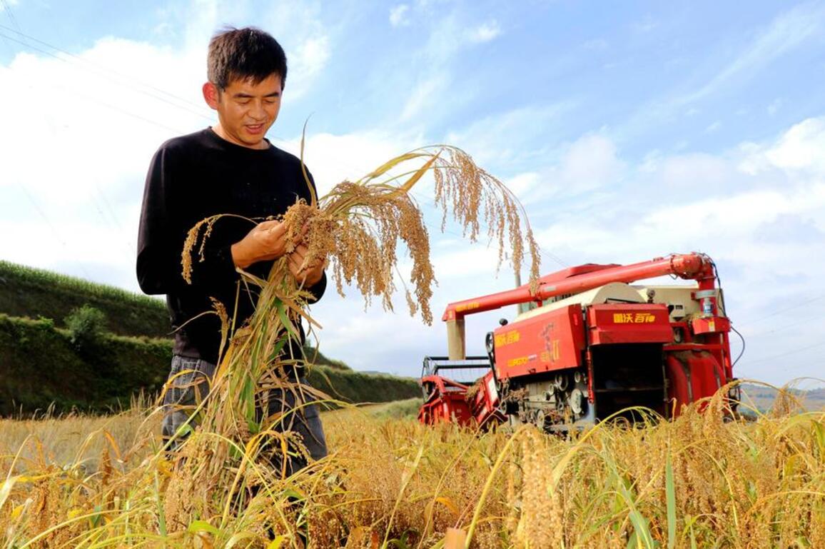 AI takes root in China's fields, driving high-tech harvests
