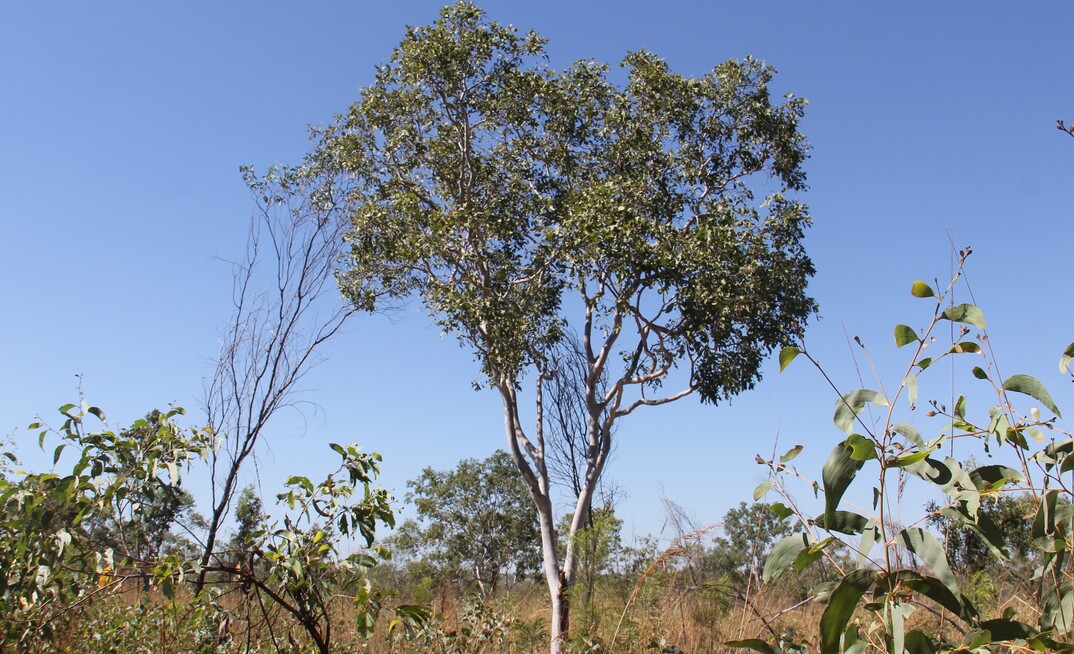 Thunderbird landscape.