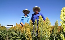 Chinese market beckons for sorghum