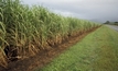 Sugarcane farmers celebrate Wilmar win